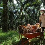 Petani Sawit Minta Program B50 Dikaji Ulang, Khawatir Harga TBS Tertekan