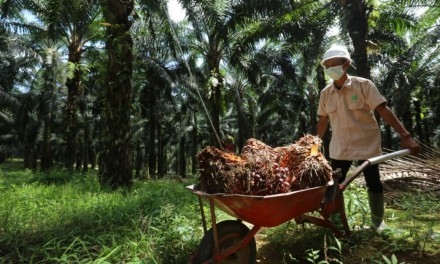 Petani Sawit Minta Program B50 Dikaji Ulang, Khawatir Harga TBS Tertekan