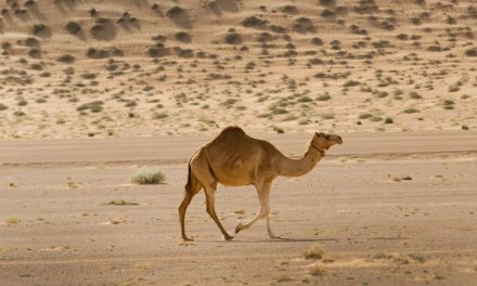 Arab Saudi Negara Yang Tidak Mempunyai Sungai