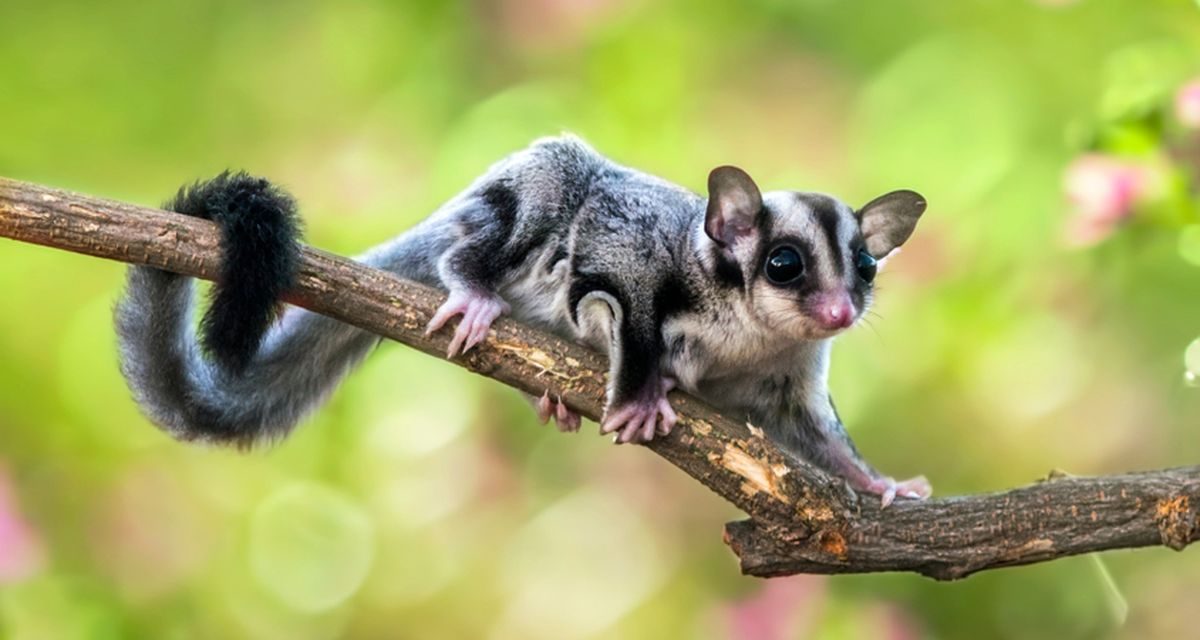 Sugar Glider, Hewan Yang Dapat Menularkan Leptospirosis