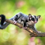 Sugar Glider, Hewan Yang Dapat Menularkan Leptospirosis