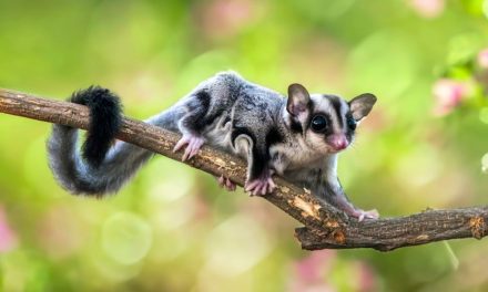 Sugar Glider, Hewan Yang Dapat Menularkan Leptospirosis