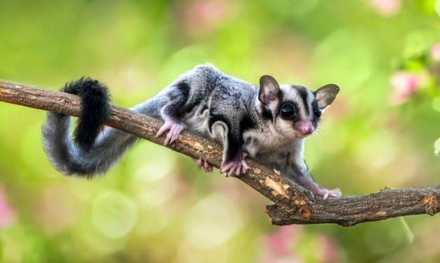 Sugar Glider, Hewan Yang Dapat Menularkan Leptospirosis