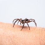 Gigitan Hewan Laba-Laba Bisa Mematikan Manusia Lho!