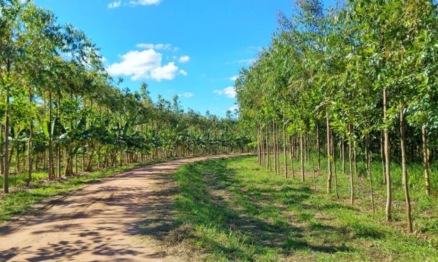 Kekuatan Tumbuhan Untuk Menanggulangi Perubahan Iklim