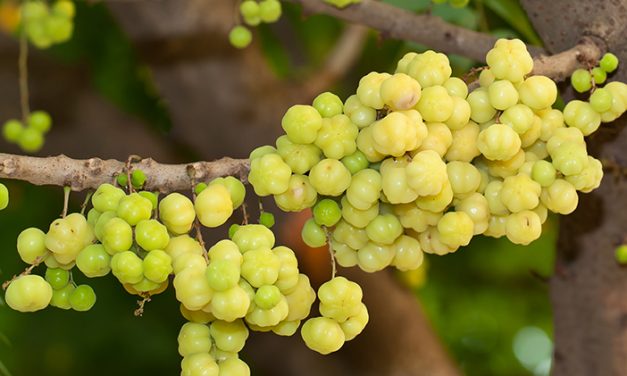 Manfaat Buah Cermai Yang Mampu Menurunkan Kolesterol