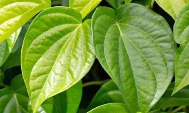 Sirih Temu Ruas Mitos Bisa Meningkatkan Kekuatan Spiritual