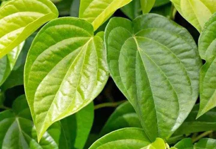 Sirih Temu Ruas Mitos Bisa Meningkatkan Kekuatan Spiritual